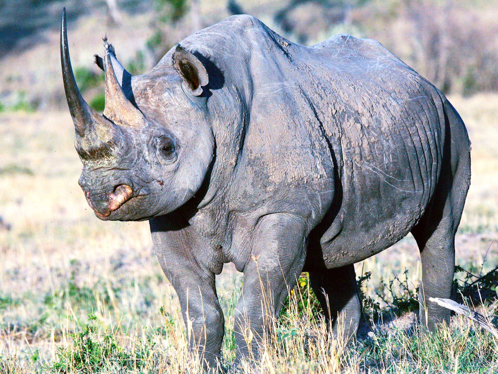 Rhinocéros dans la savane en Tanzanie © J.L. GUENOT