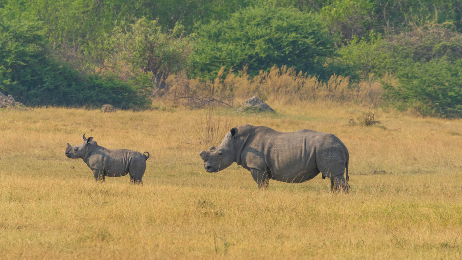 Rhinocéros noir, Botswana © Cs
