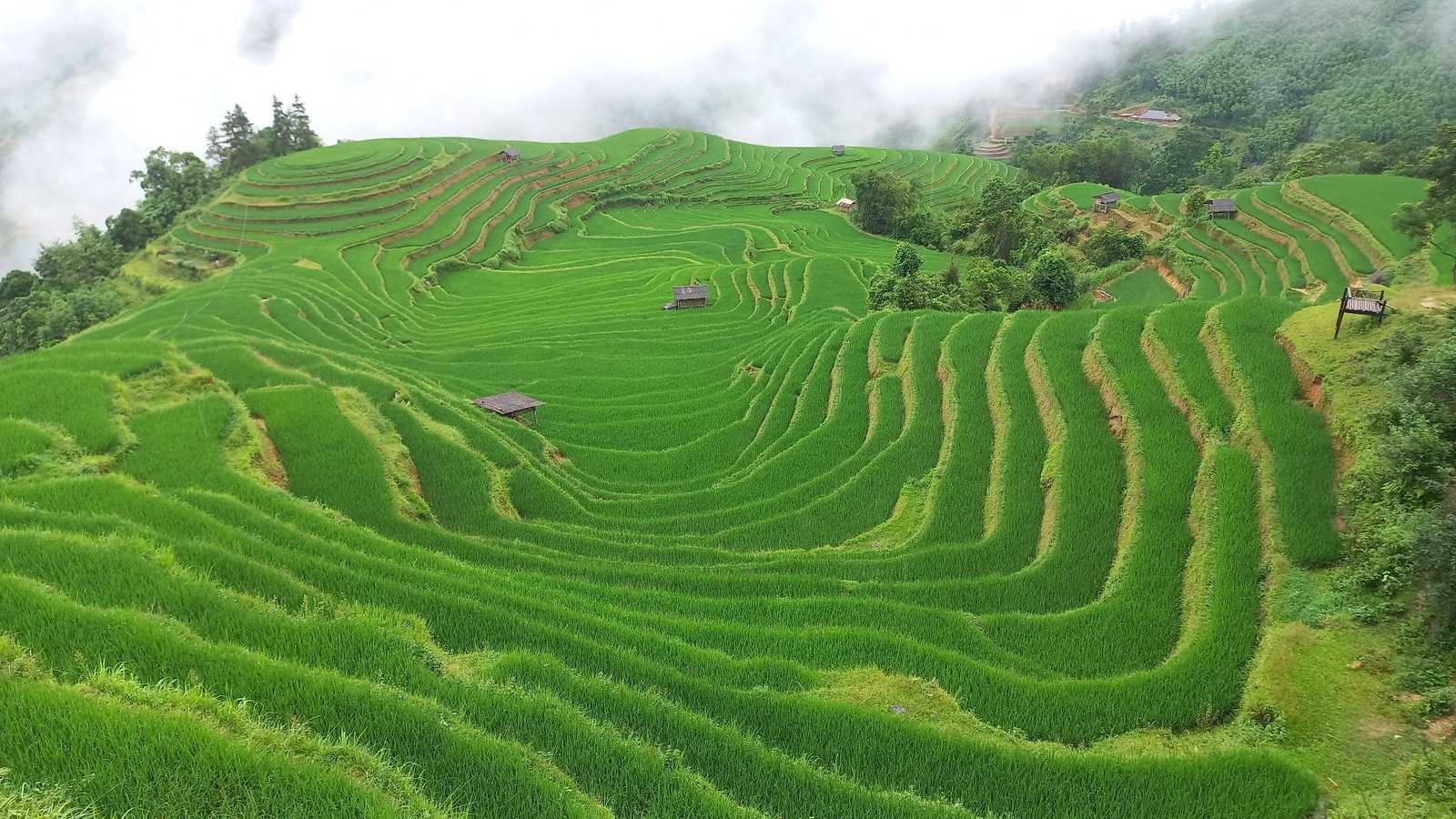Rizières au Vietnam © Levasseur Emma