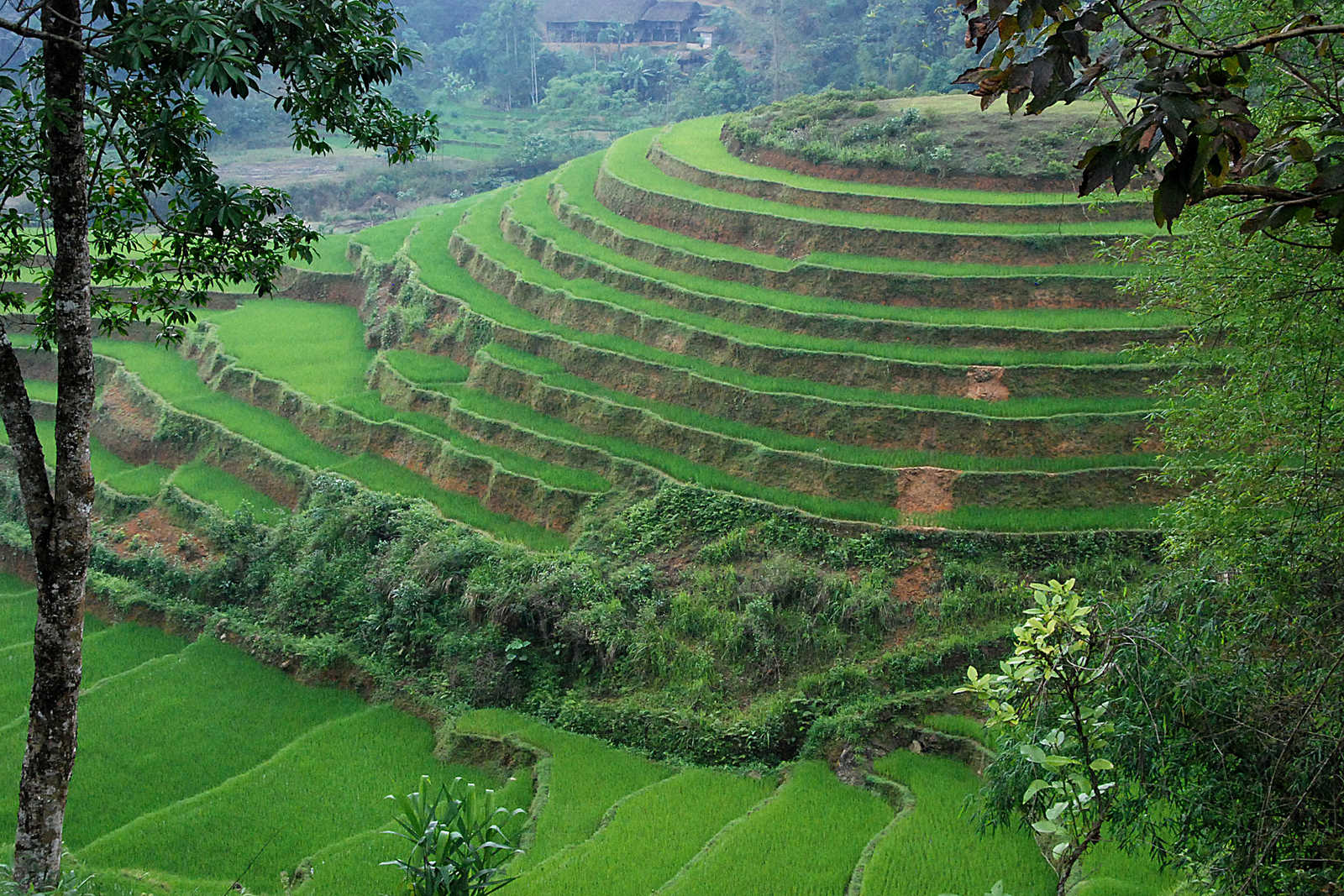Rizières en terrasses au Vietnam © Coston Jean-Pierre