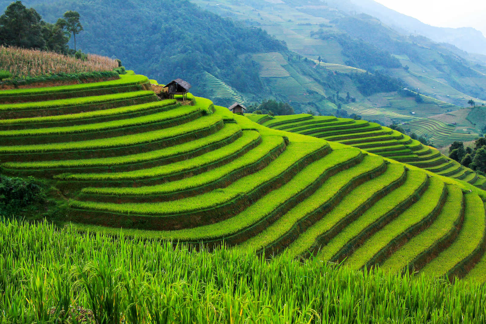 Rizières en terrasses pendant la saison des pluies à Mu Cang Chai, Yen Bai, Nord-Ouest du Vietnam. © Tichakorn Khoopatiphatnukoon/eyeem