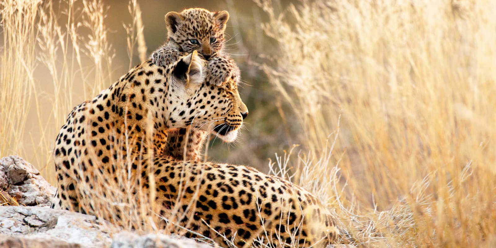 Safari animalier dans le parc du Kgalagadi en Afrique du Sud © The Travel Café