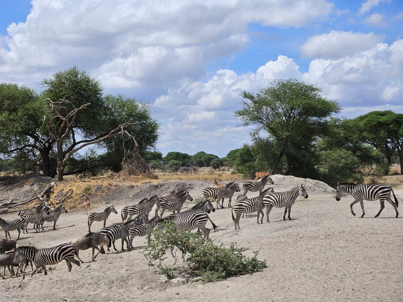 Safari dans le parc national du Tarangire en Tanzanie par Lidia Resta © Resta Lidia