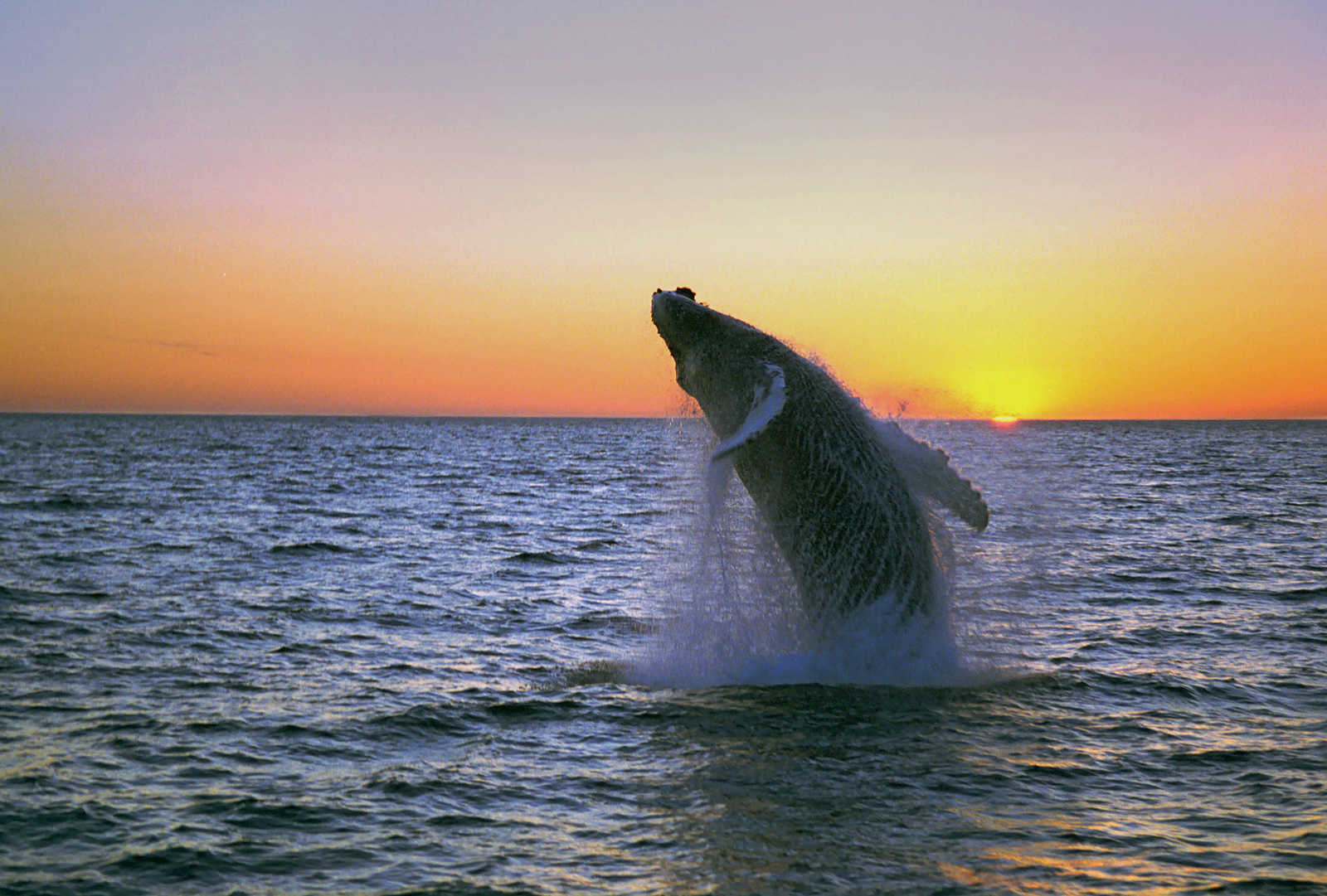 Saut d'une baleine à bosse © Inspired By Iceland