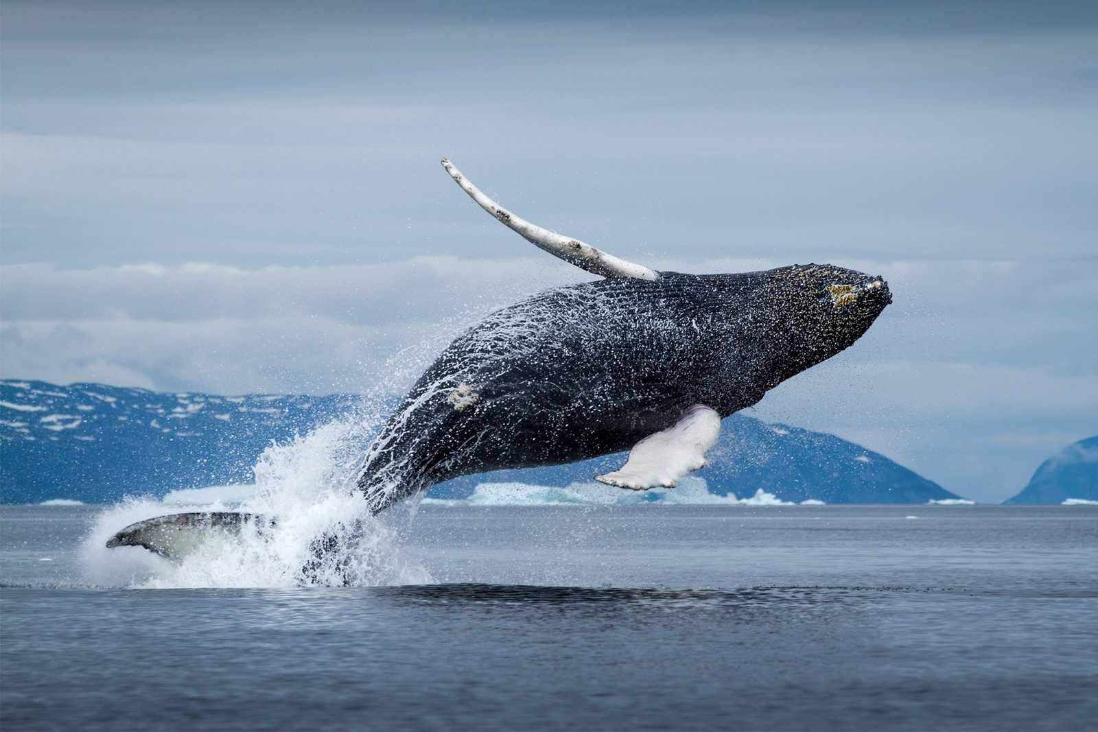 Saut d'une baleine à bosse © Visit Greenland Mads Pihl