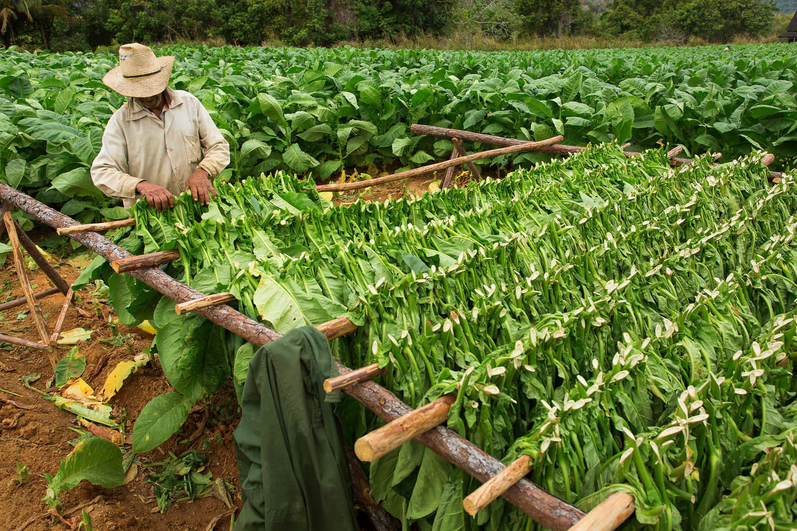Séchage des feuilles de tabac à Vinales © Danmir12