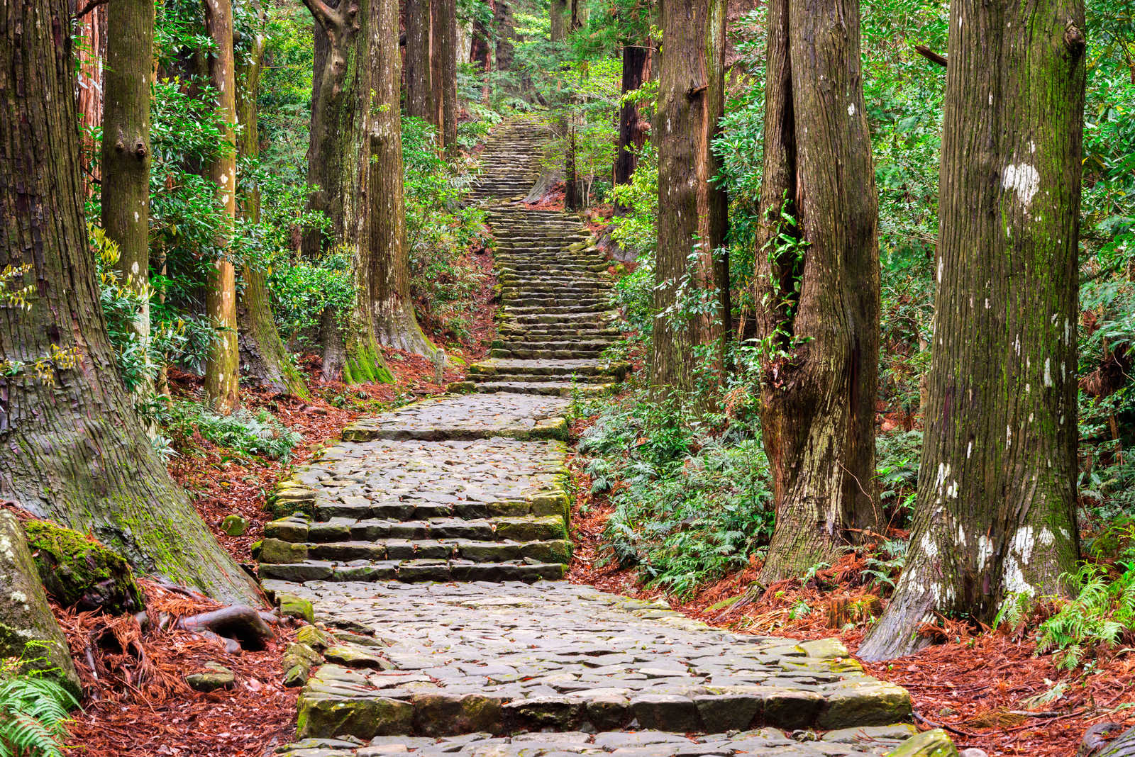 Sentier ancien de Kumano Kodo à Nachi, Wakayama © Seanpavonephoto