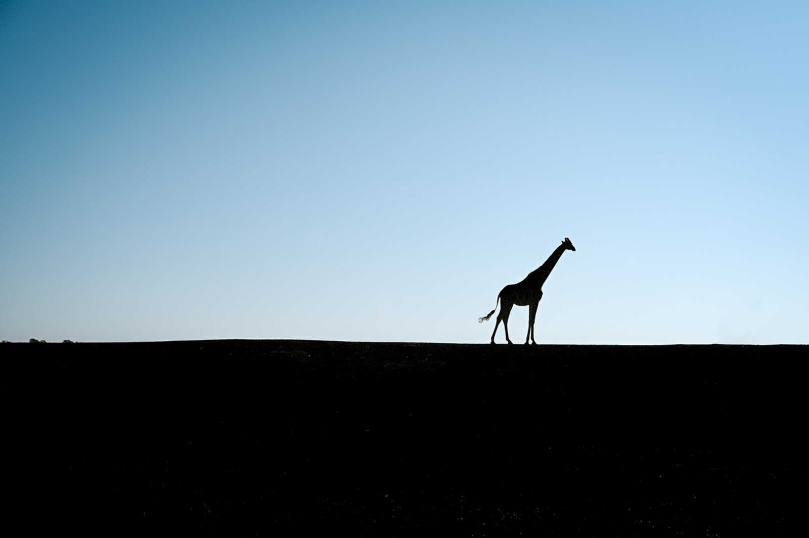 silhouette d'une girafe au loin au Kenya © Coudret Étienne