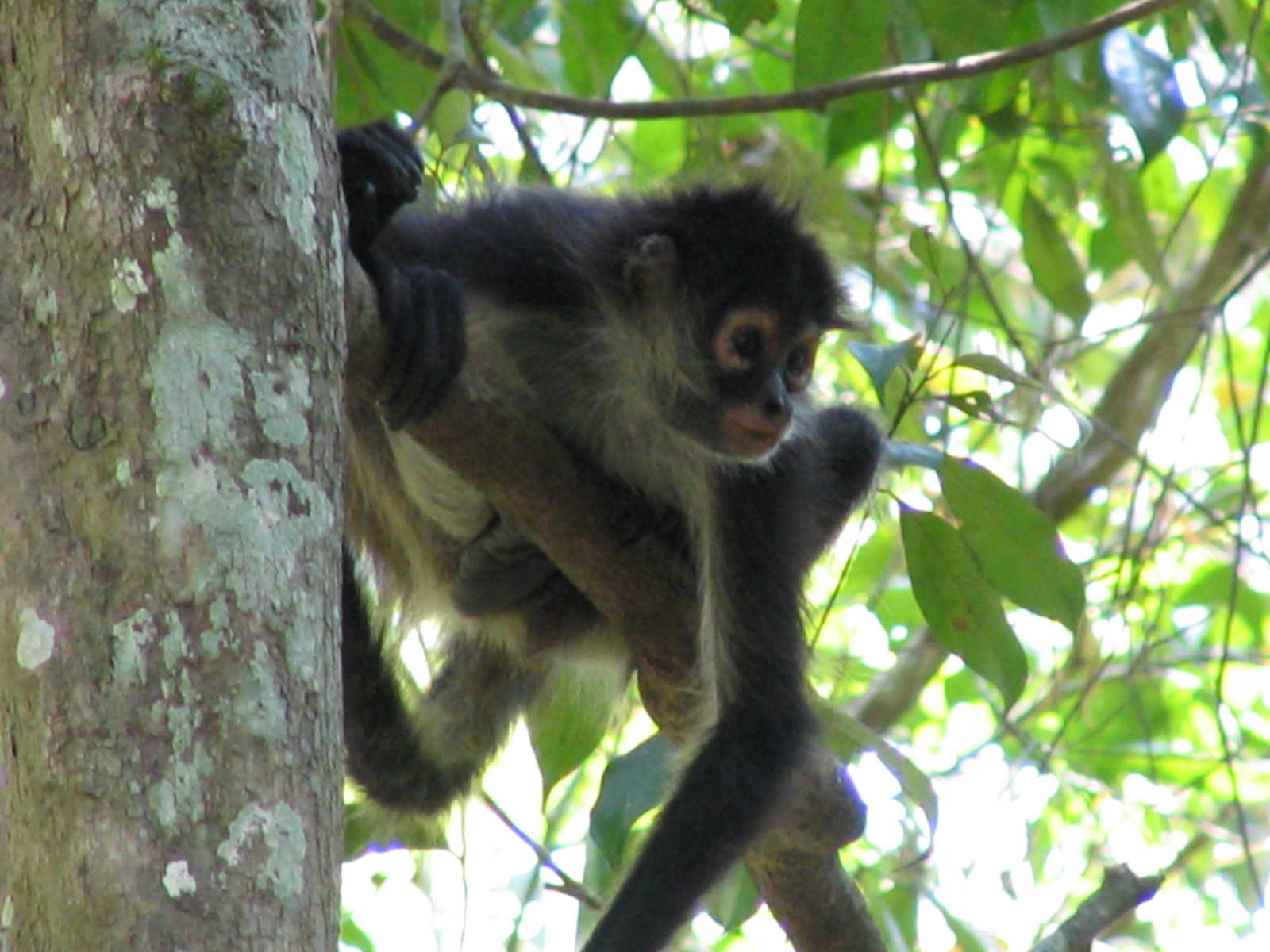 Singe araignée à Tikal au Guatemala © Petin Olivier