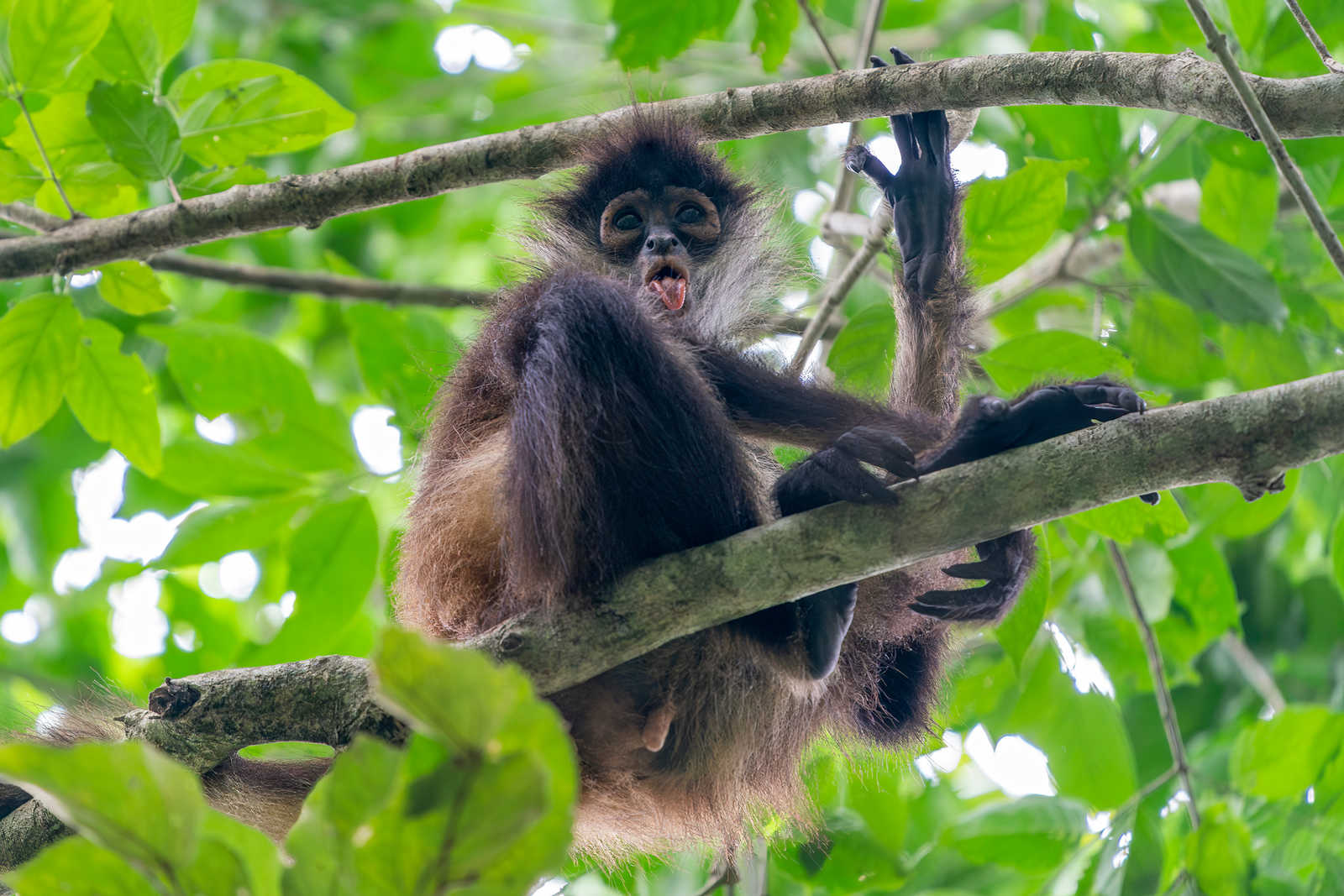 Singe araignée sur un arbre dans la forêt tropicale de Punta Laguna au Mexique © Izzotti Andrea