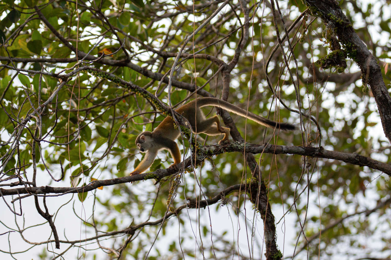 Singe dans l'Amazonie en Equateur © Jeanfranois