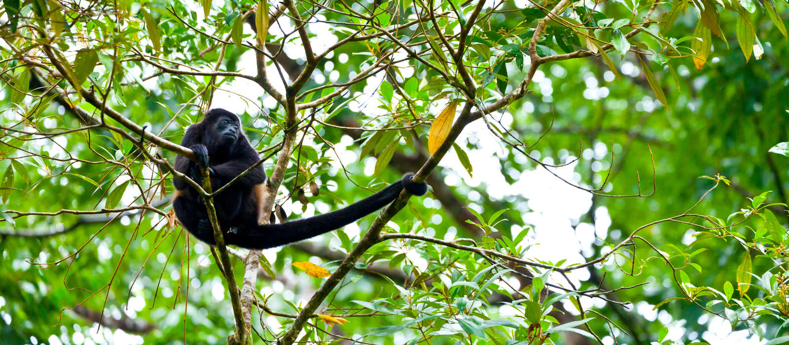 Singe hurleur sur sa branche © Carlos Munoz Juan
