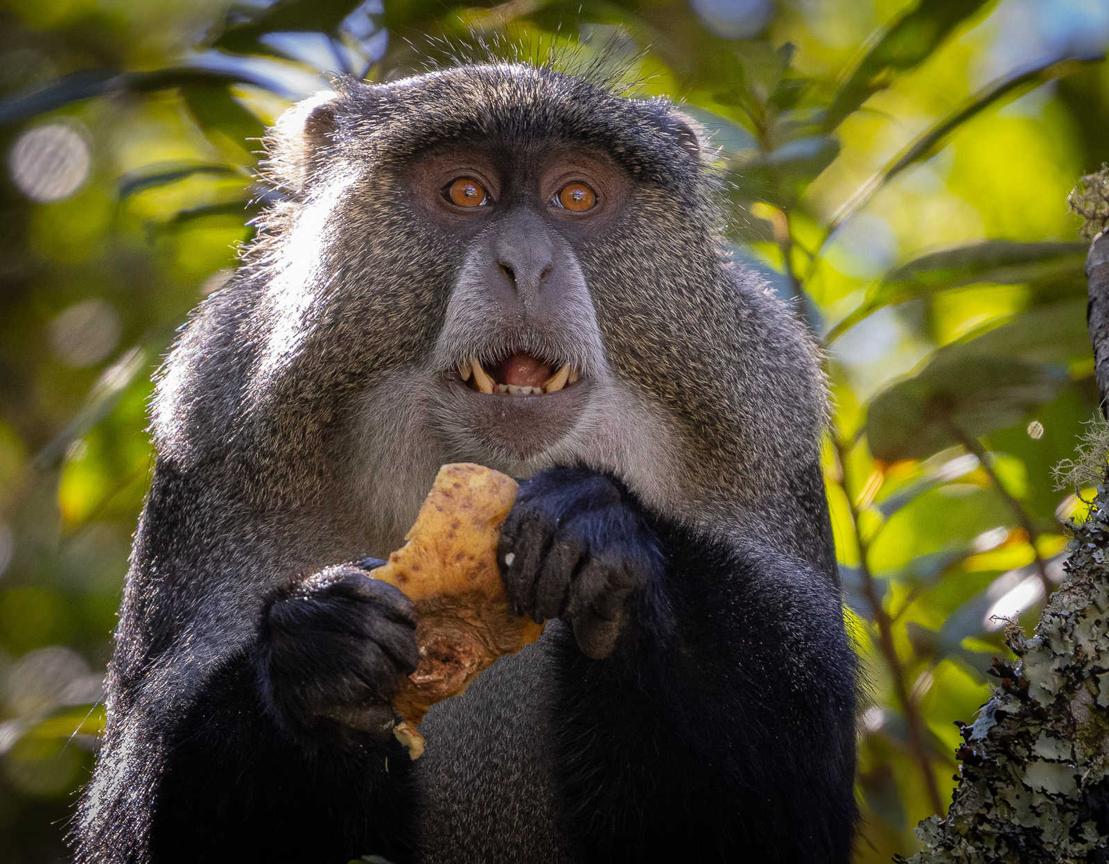 Singe samango au Zimbabwe © Cragg Chris