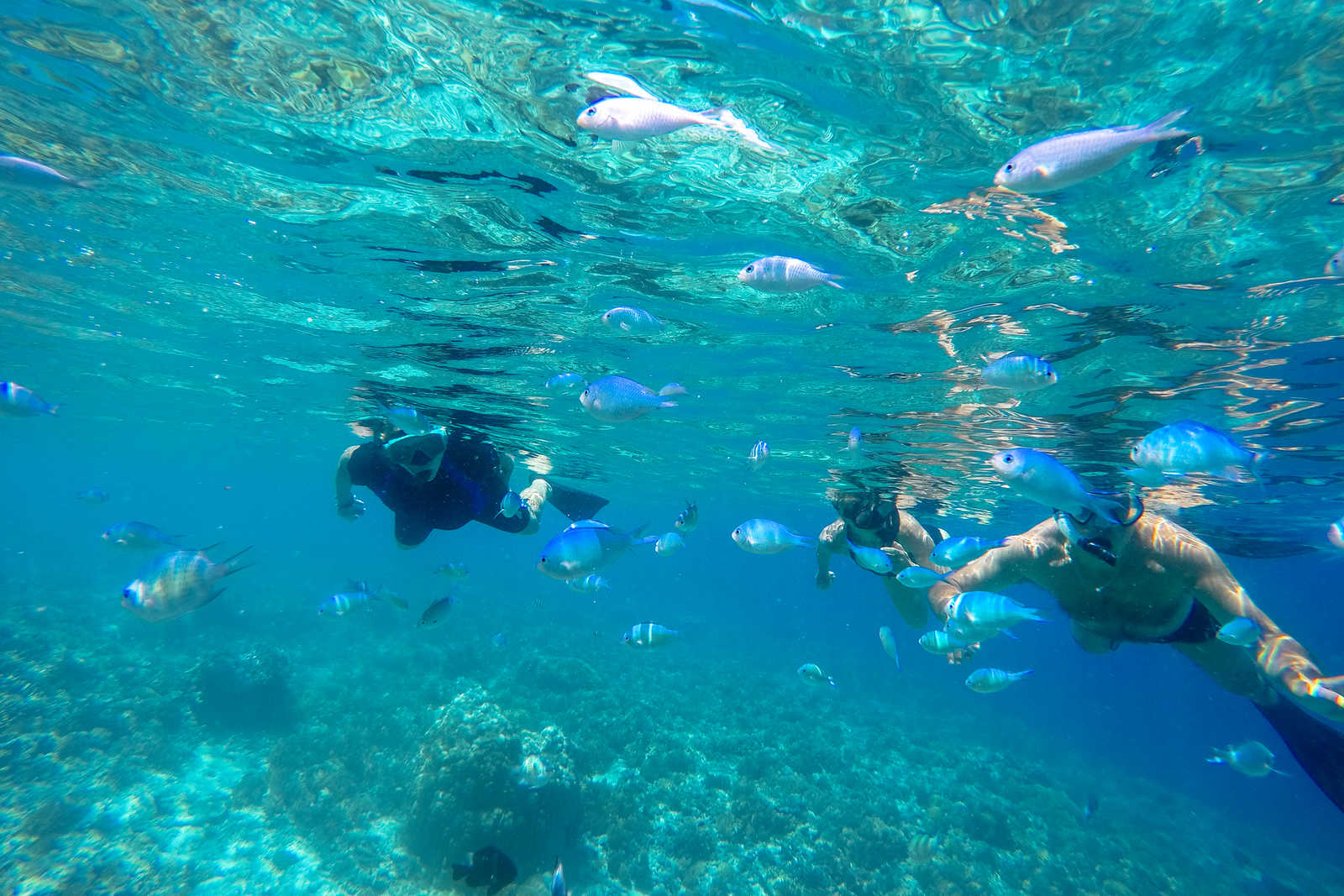 Snorkeling au milieu des poissons dans une eau turquoise © Sinssaine Bertrand