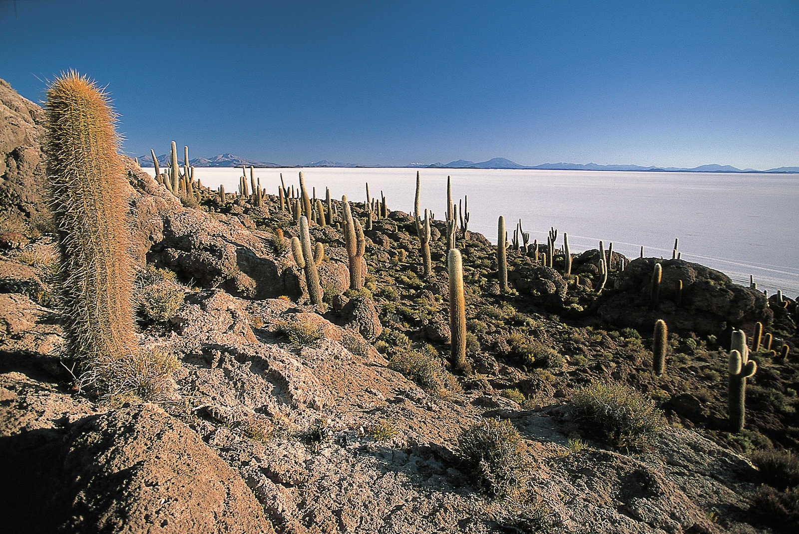 Image Atacama: lagunes, salars et volcans