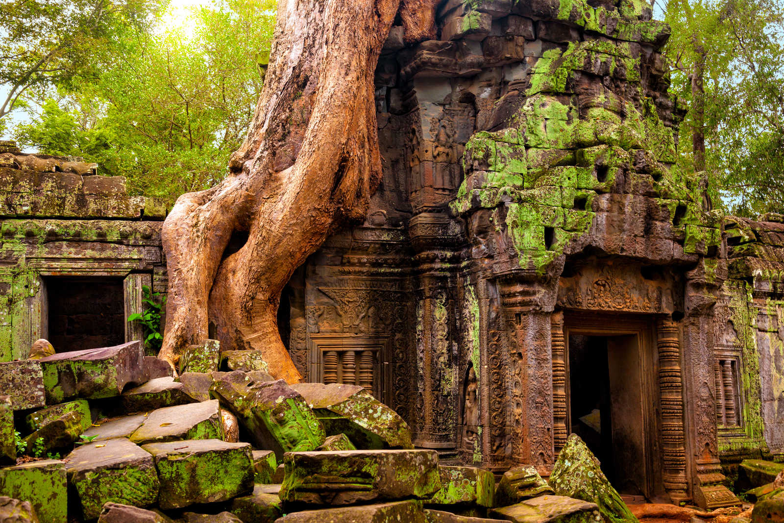Ta Prohm temple à Angkor Wat, Siem Reap au Cambodge