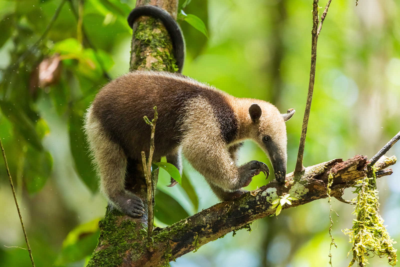 Tamandua au Costa Rica © Roca83