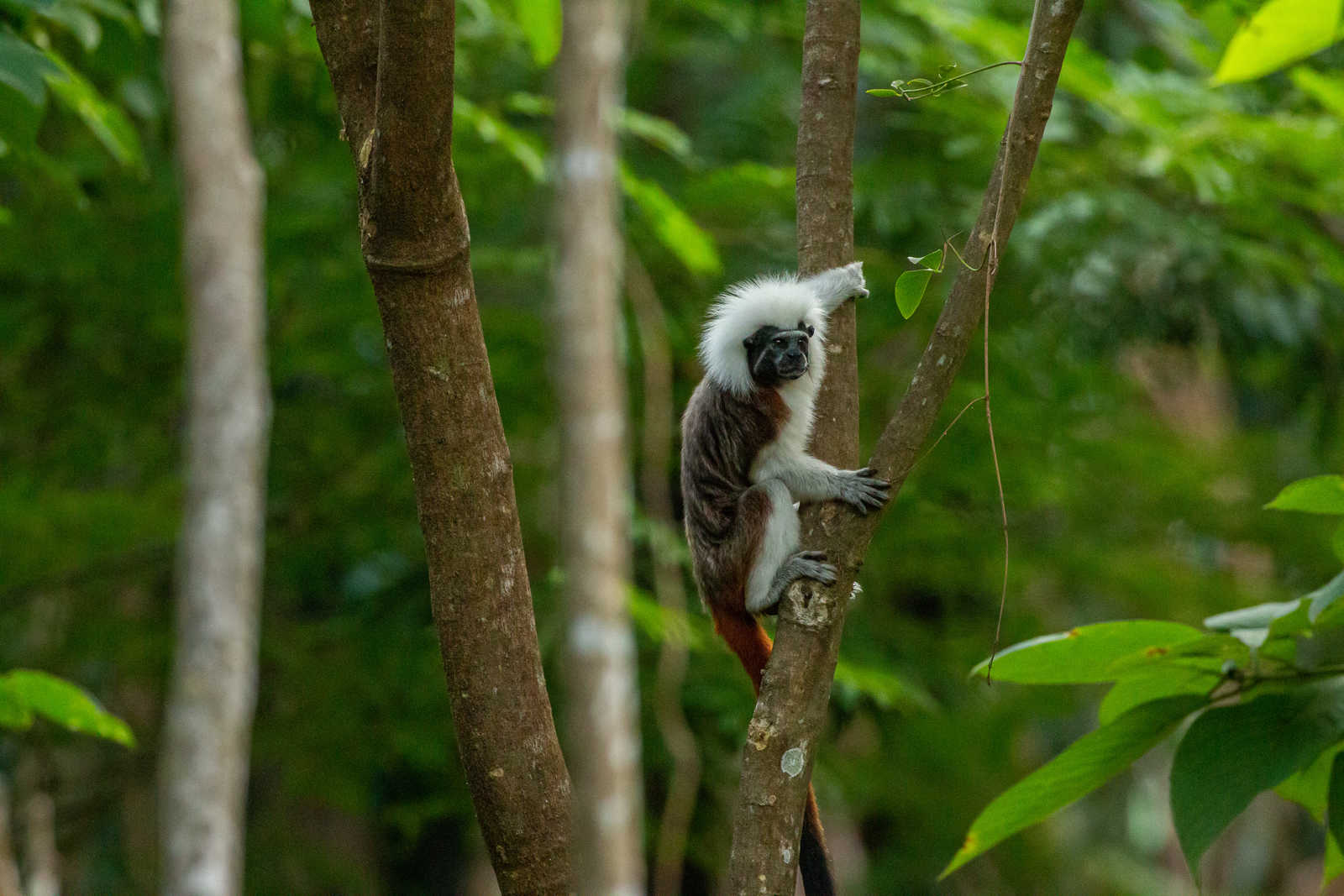 Tamarin à crête blanche dans le parc national de Tayrona en Colombie © Miguel