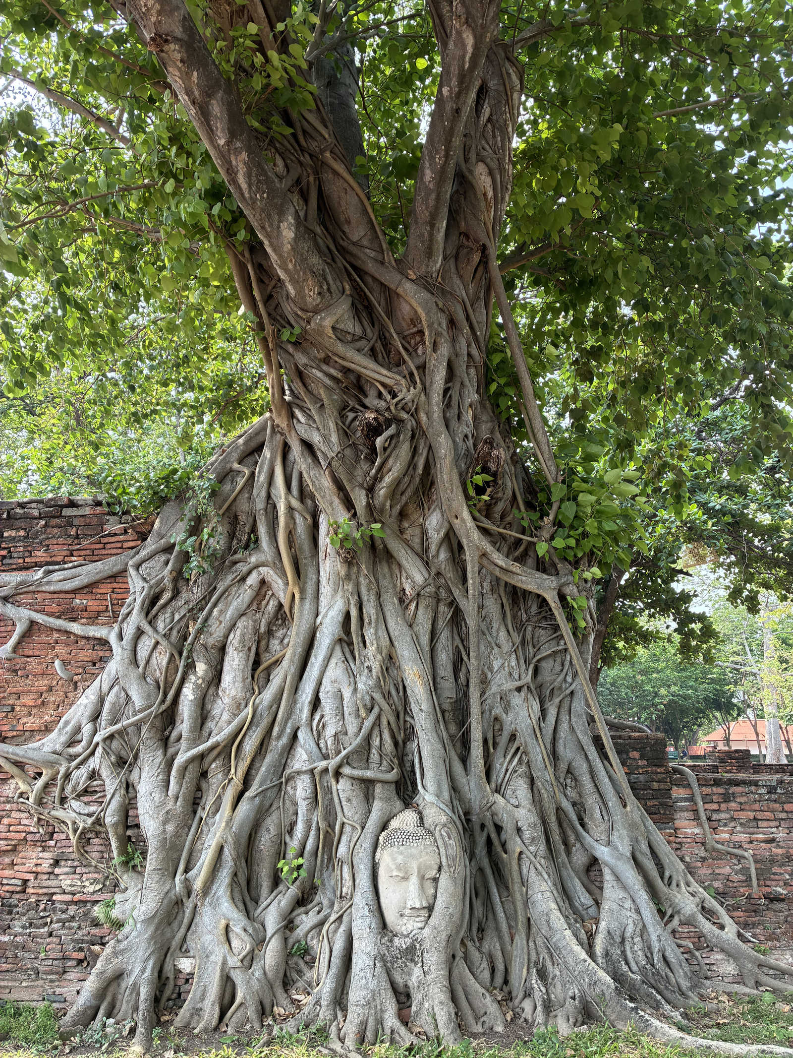 Tete de Bouddha dans les ruines d'Ayutthaya © Couturier Aline