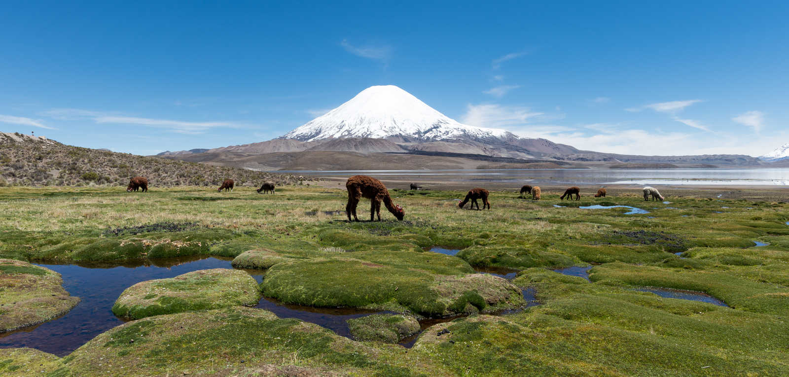Troupeau de lamas et d'alpagas dans les zones humides face au volcan enneigé Parinacoté © Benjamin