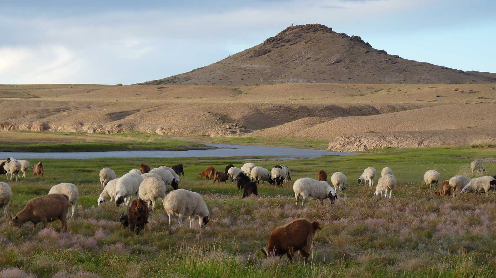 troupeau de moutons en Mongolie © Shakya Rajeev