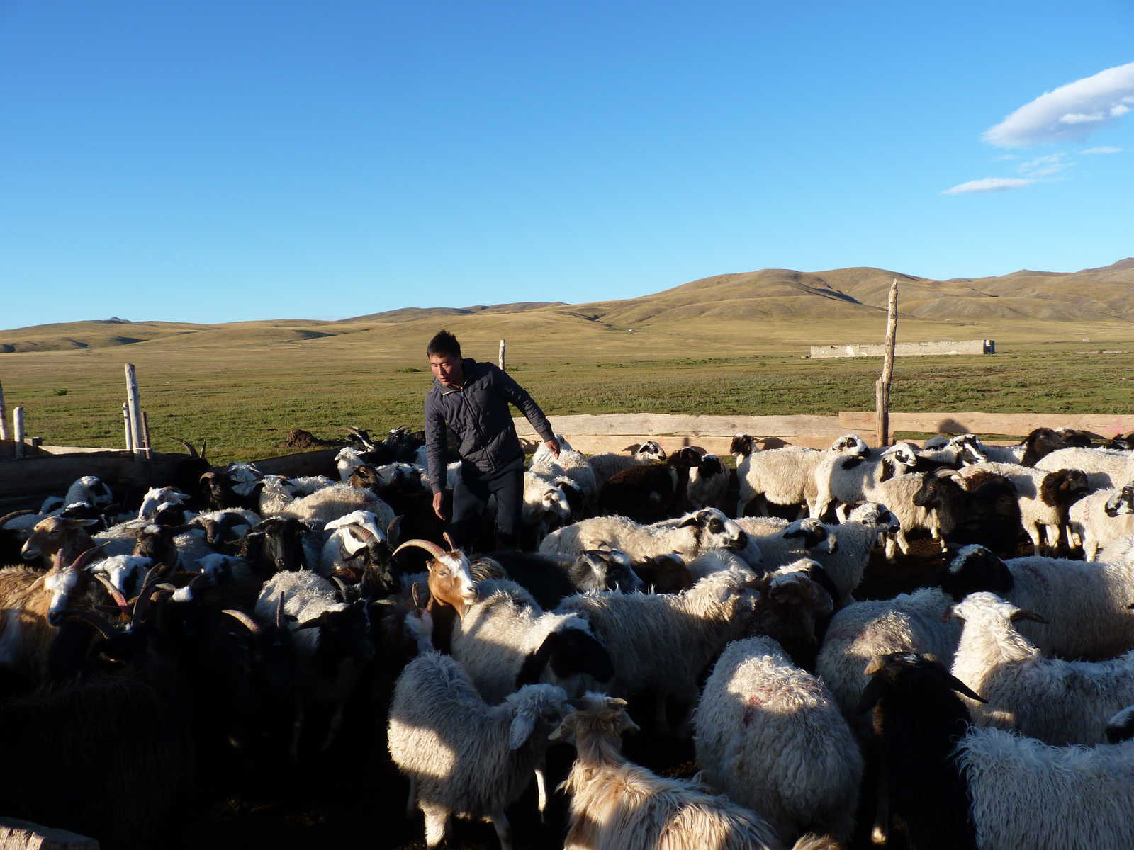 troupeau de moutons en Mongolie © Shakya Rajeev