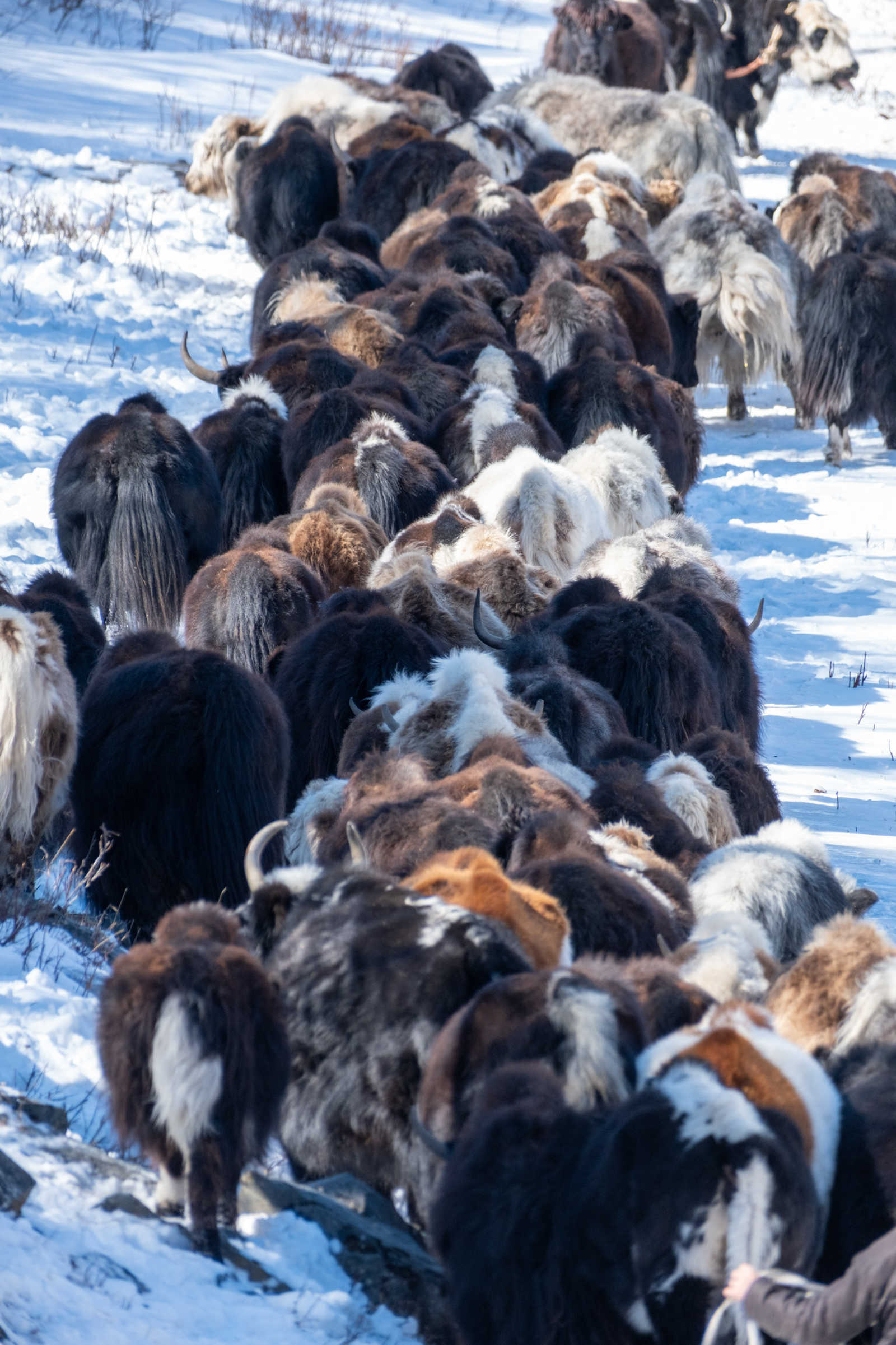 Troupeau de yack en transhumance en Mongolie © Quillévéré Yann