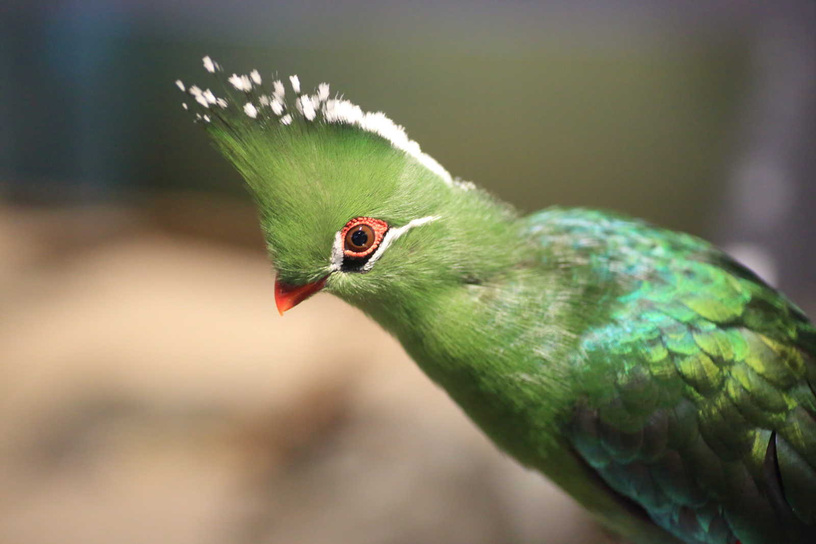 Turaco de Livingstone © Feathercollector