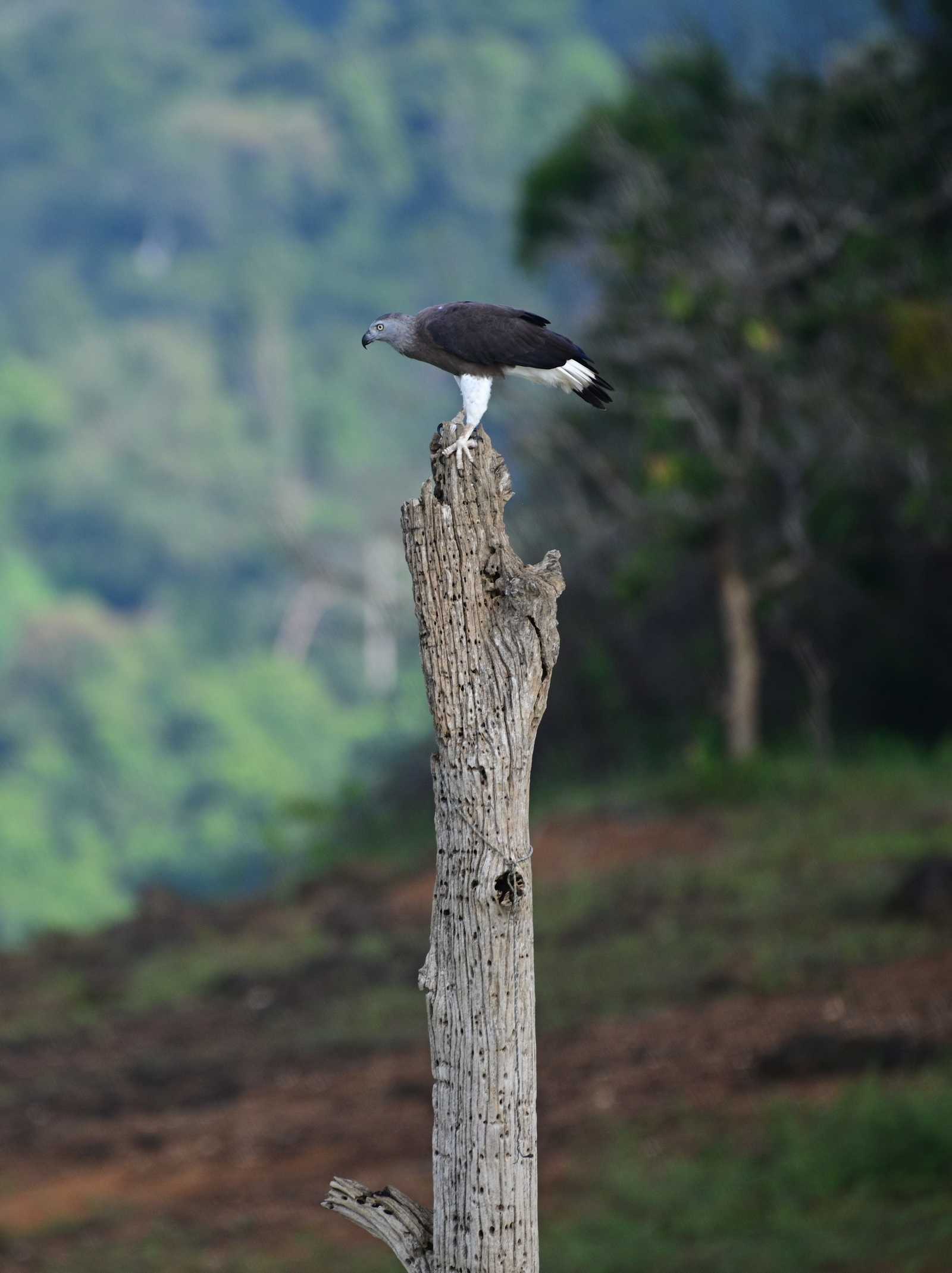 Ulumudah © Longeau Lionel