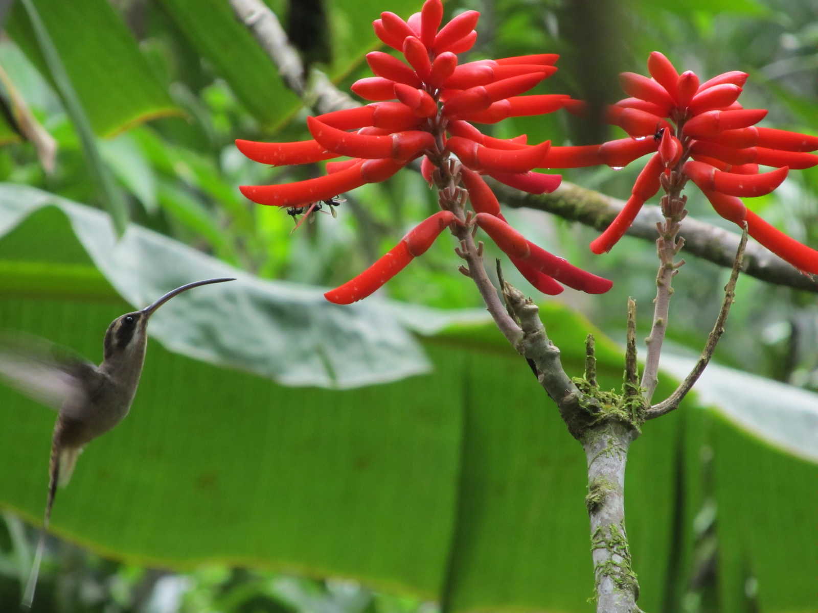 Image Randonnées tropicales du Guanacaste aux Caraibes