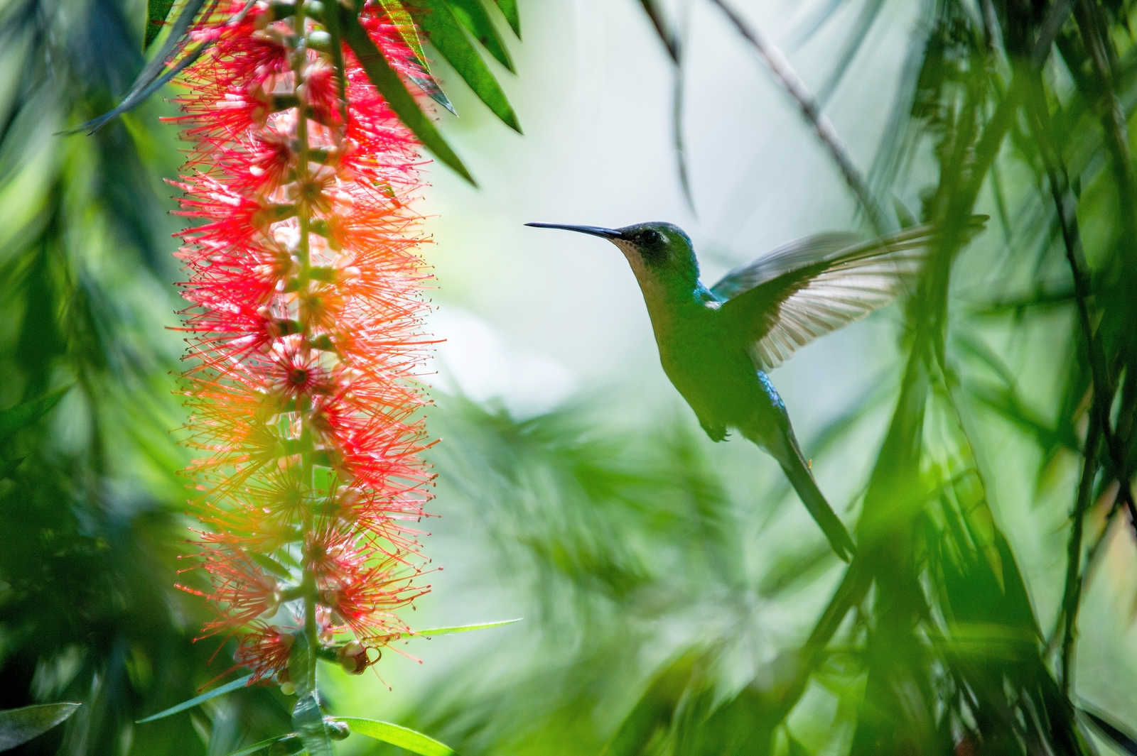 Un colibri © Uryadnikov Sergey