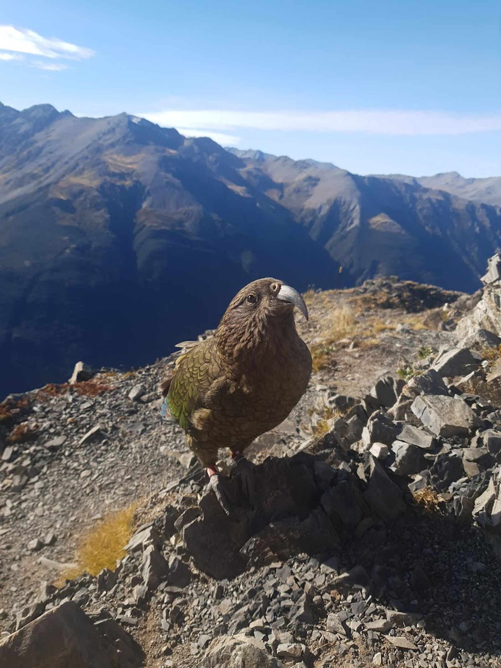 Un kea ; perroquet endémique de Nouvelle Zélande © Resta Lidia