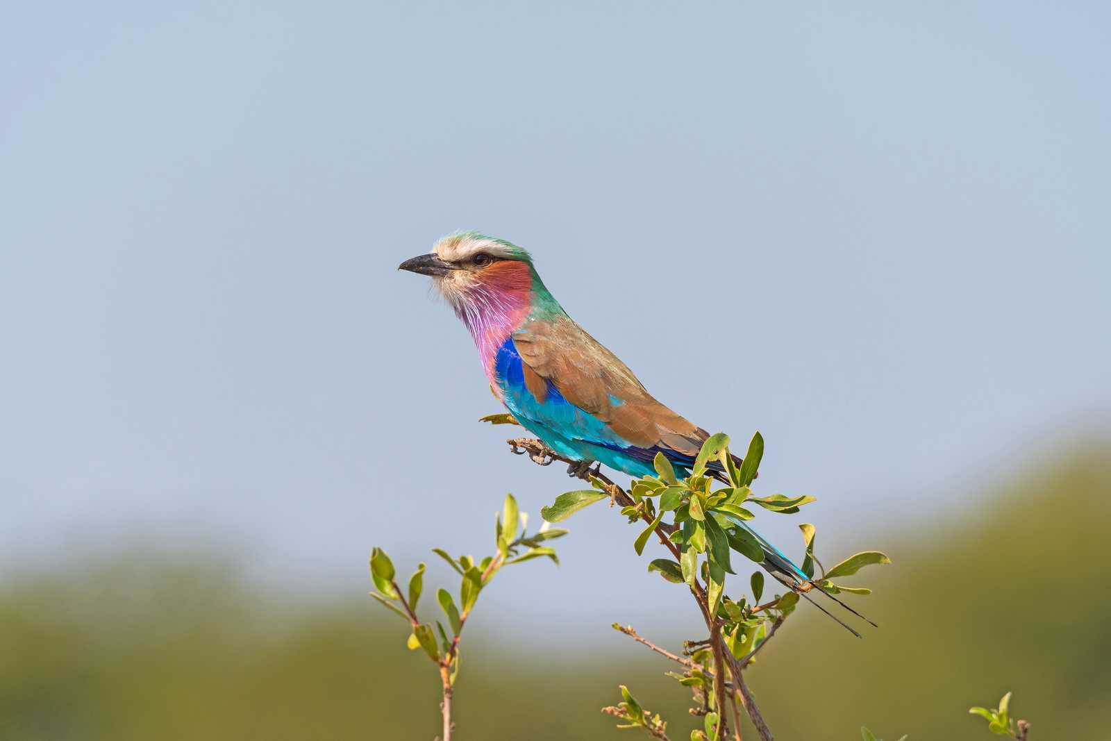 Un Lilas de la poitrine Roller dans le Veldt africain dans le parc national de Hwange au Zimbabwe © Wildnerdpix