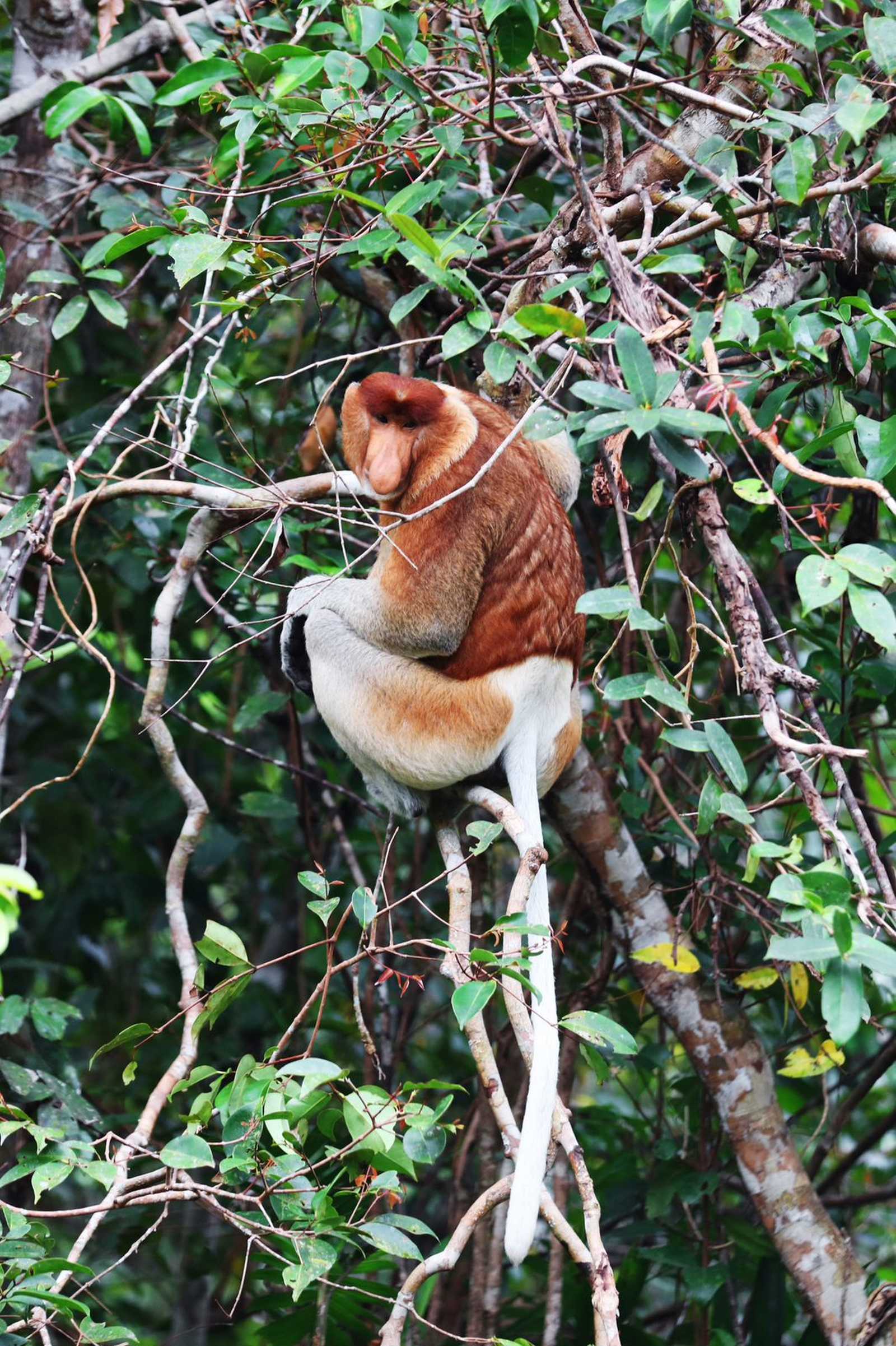 Un nasique dans le parc National de Tanjung Puting © Heriaud Adrien