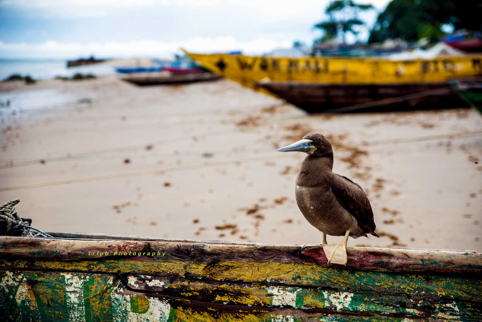 Un oiseau sur une pirogue en Guinée © Tripb Photography
