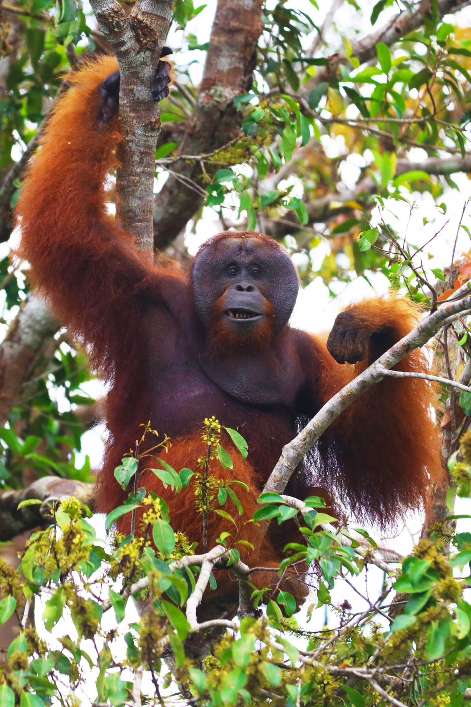 Un Orang Outang dans  le parc national Tanjung Puting © Heriaud Adrien