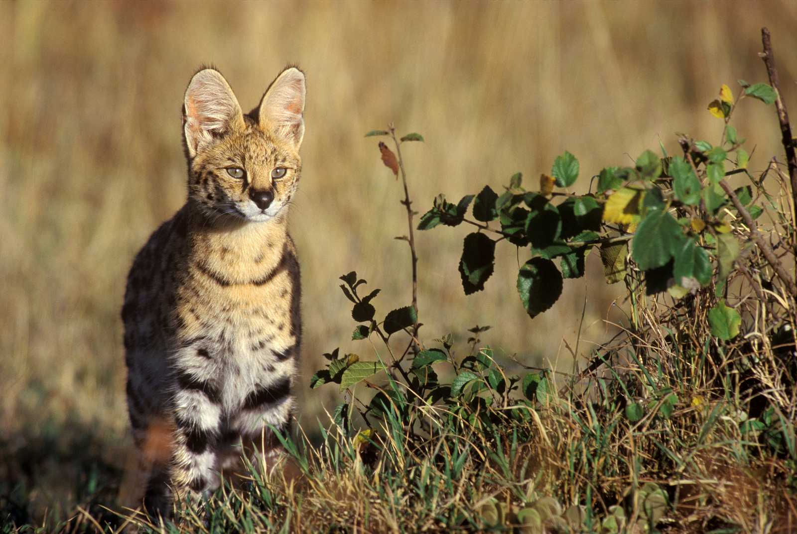 Un serval dans le parc national du Serengeti en Tanzanie © J.M. COULANDEAU