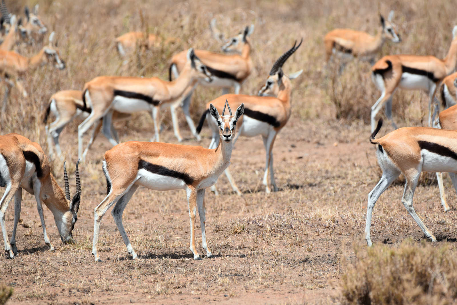 Un troupeau de gazelles de Thomson dans le parc national du Serengeti en Tanzanie © Rini Kools