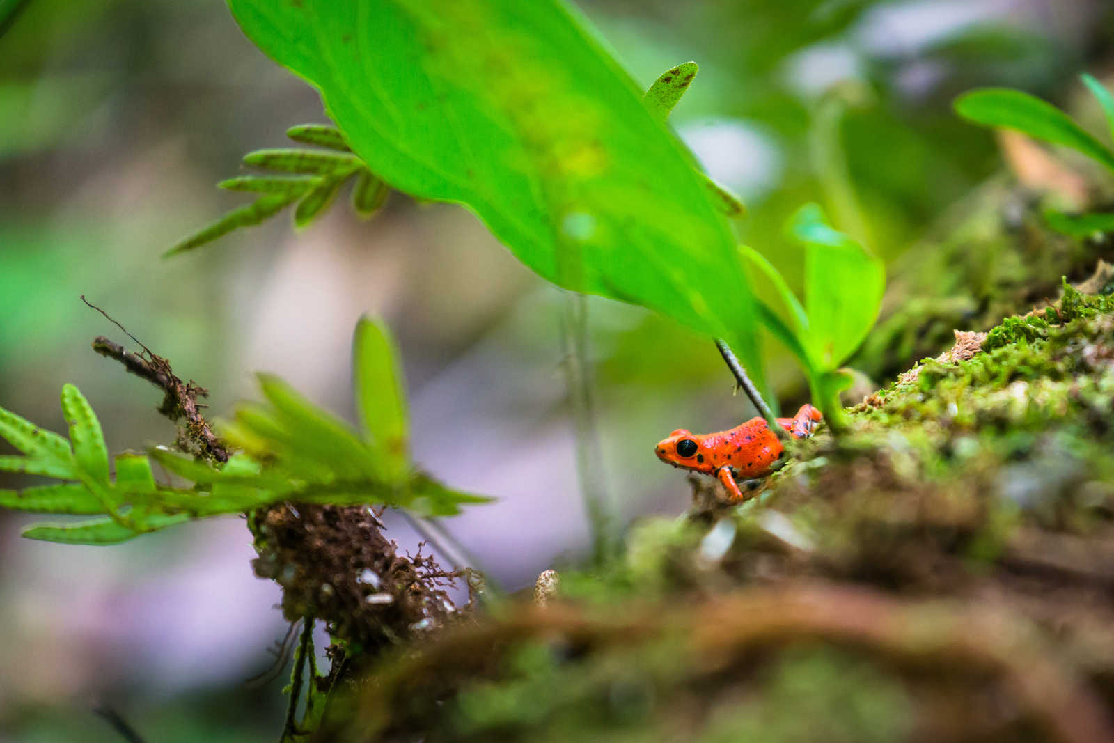 une petite grenouille rouge © Daniel