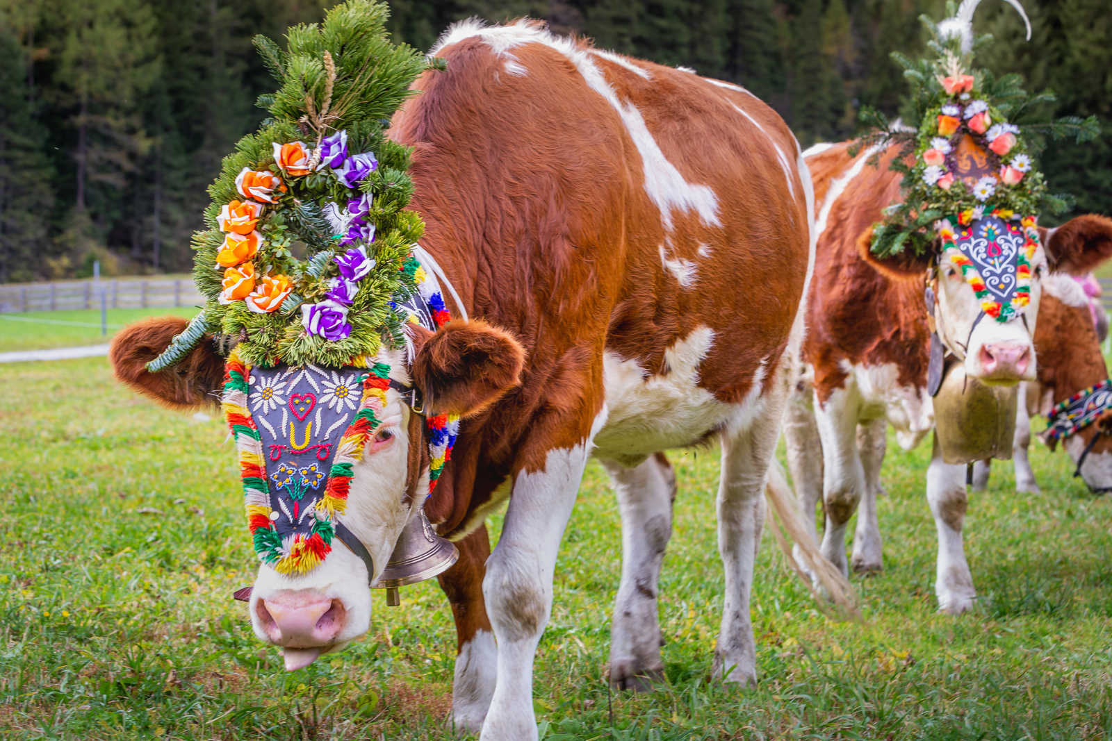 vaches-traditionnelles-decorees © Aide
