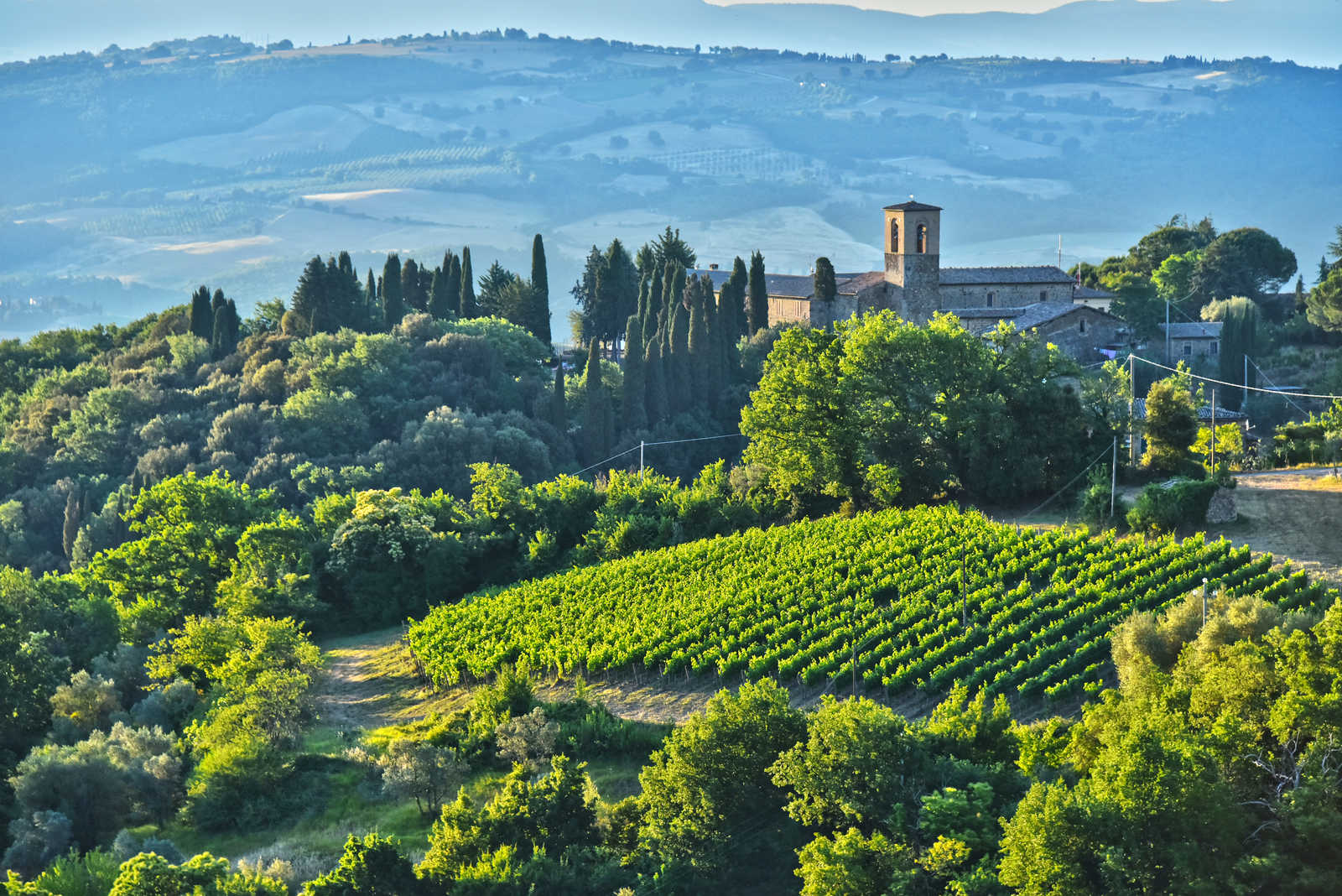 vignes aux alentours du village de Montalcino © Monticellllo