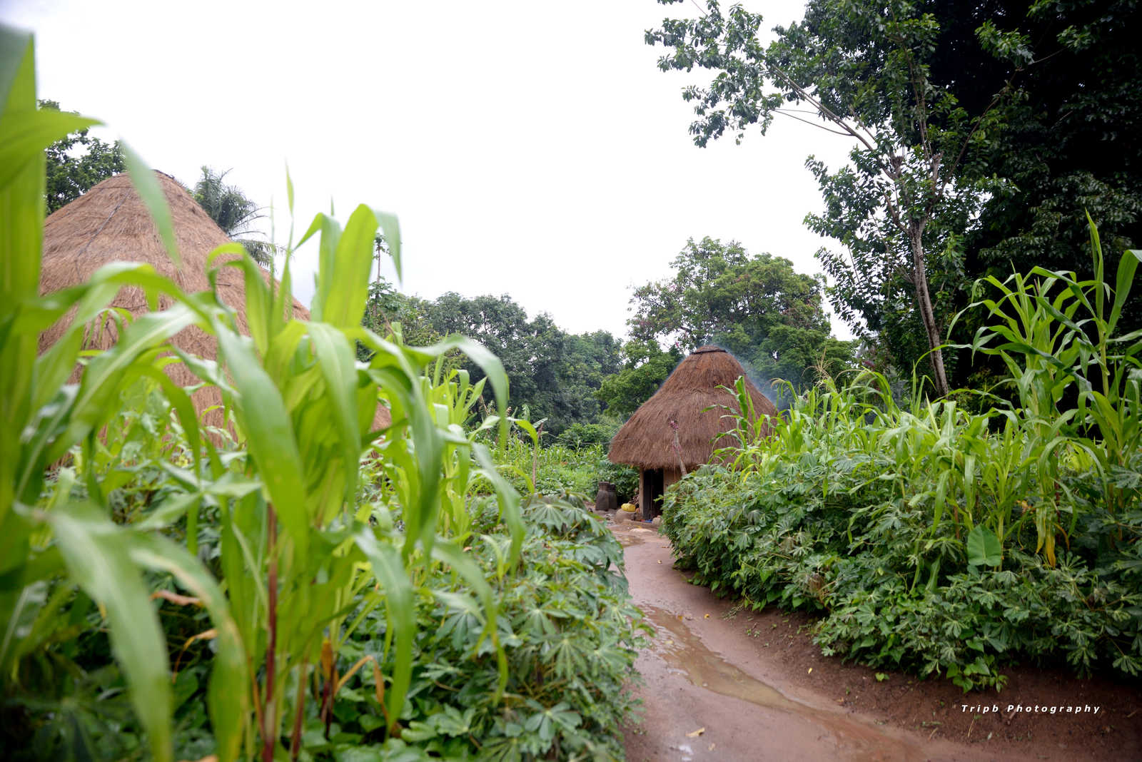 Village traditionnel à Ainguel en Guinée © Tripb Photography