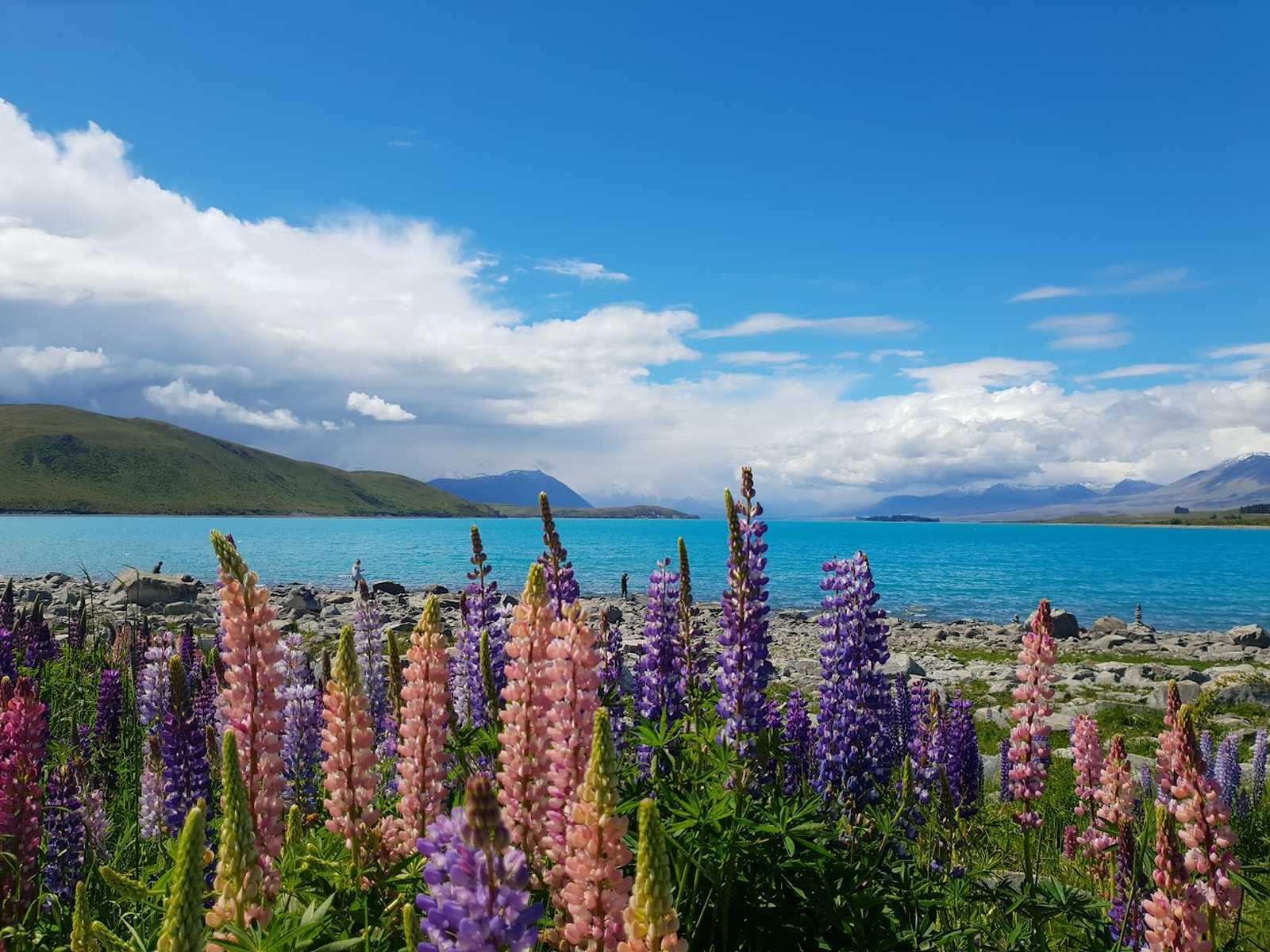 Vue que le lac Tekapo © Resta Lidia