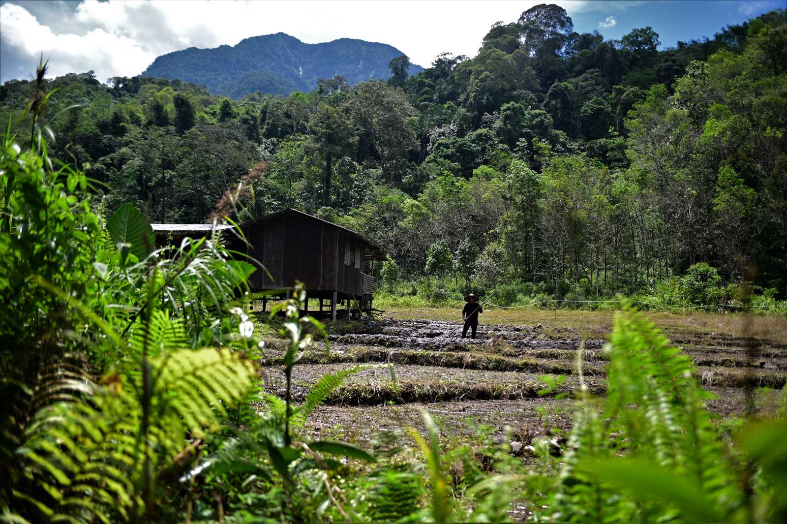 Vue sur les montagnes et rizières de Bornéo © Lionel