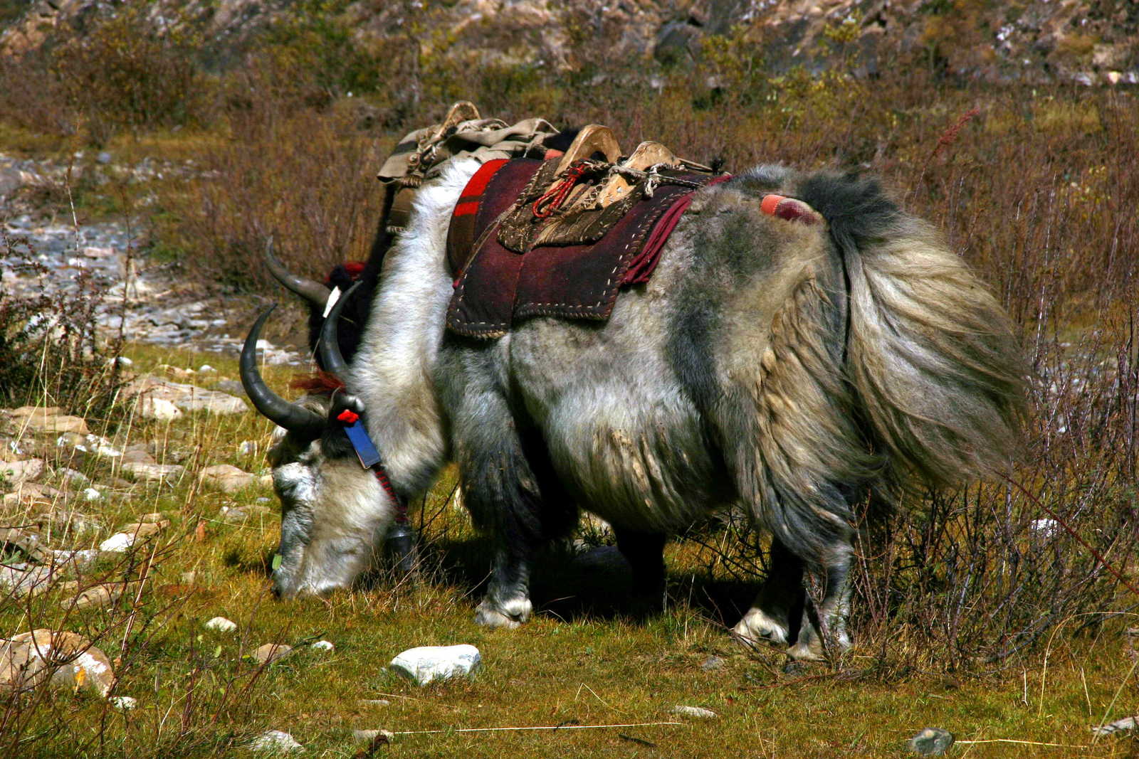 yack du Népal © M. DEMURIEZ