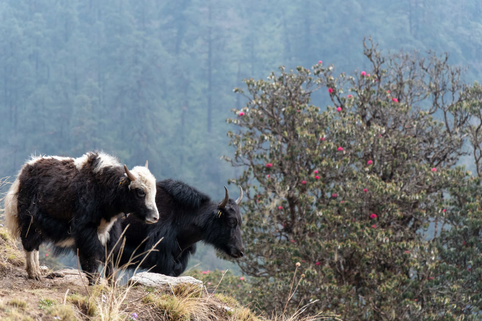Yak et Rhododendrons au Népal © Quillévéré Yann