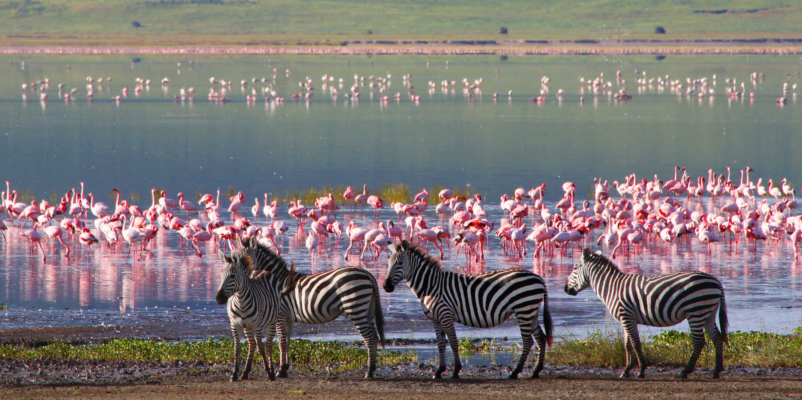 Zèbres et flamants, le défi des couleurs au Ngorongoro Tanzanie © Travel-Stock