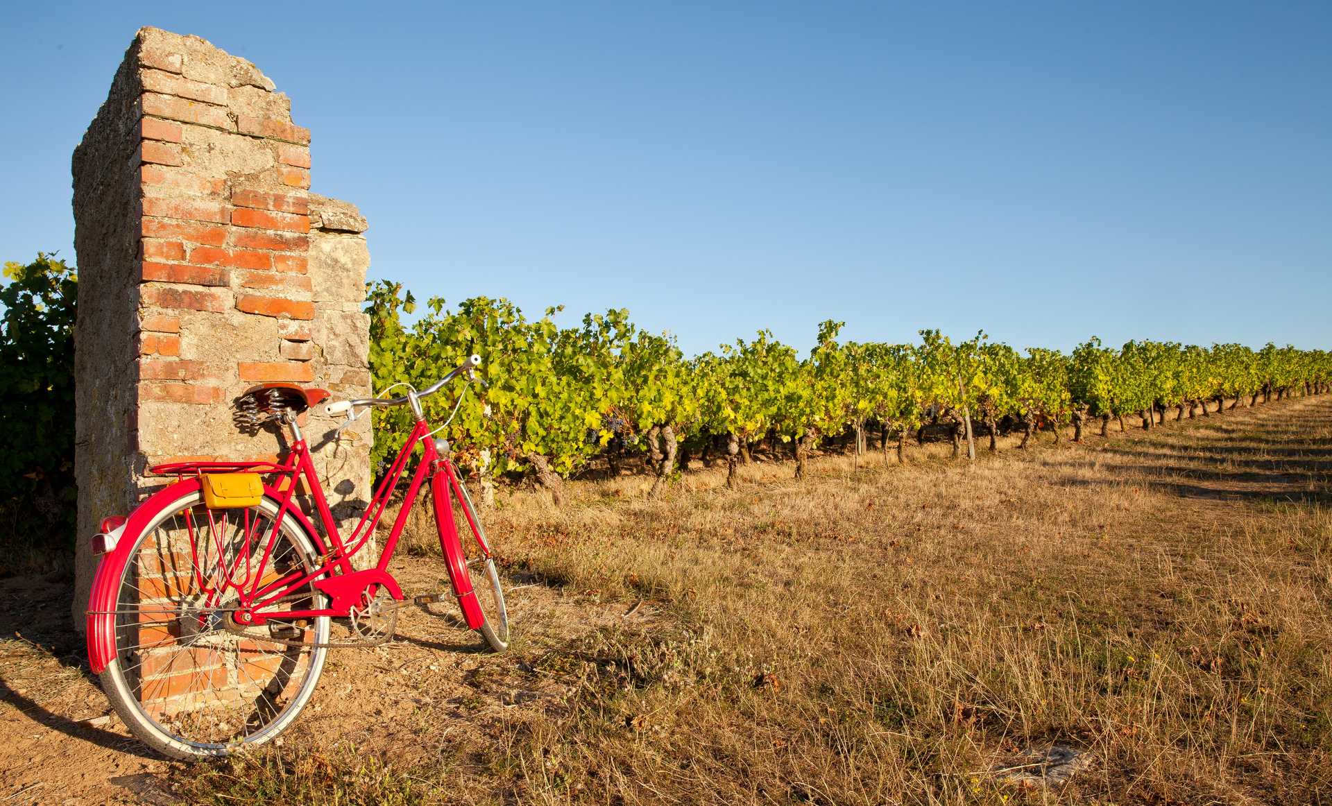 A vélo dans le vignes de Bourgogne