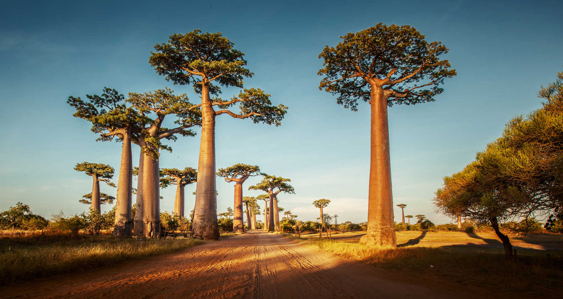 Allée de baobabs à Madacascar