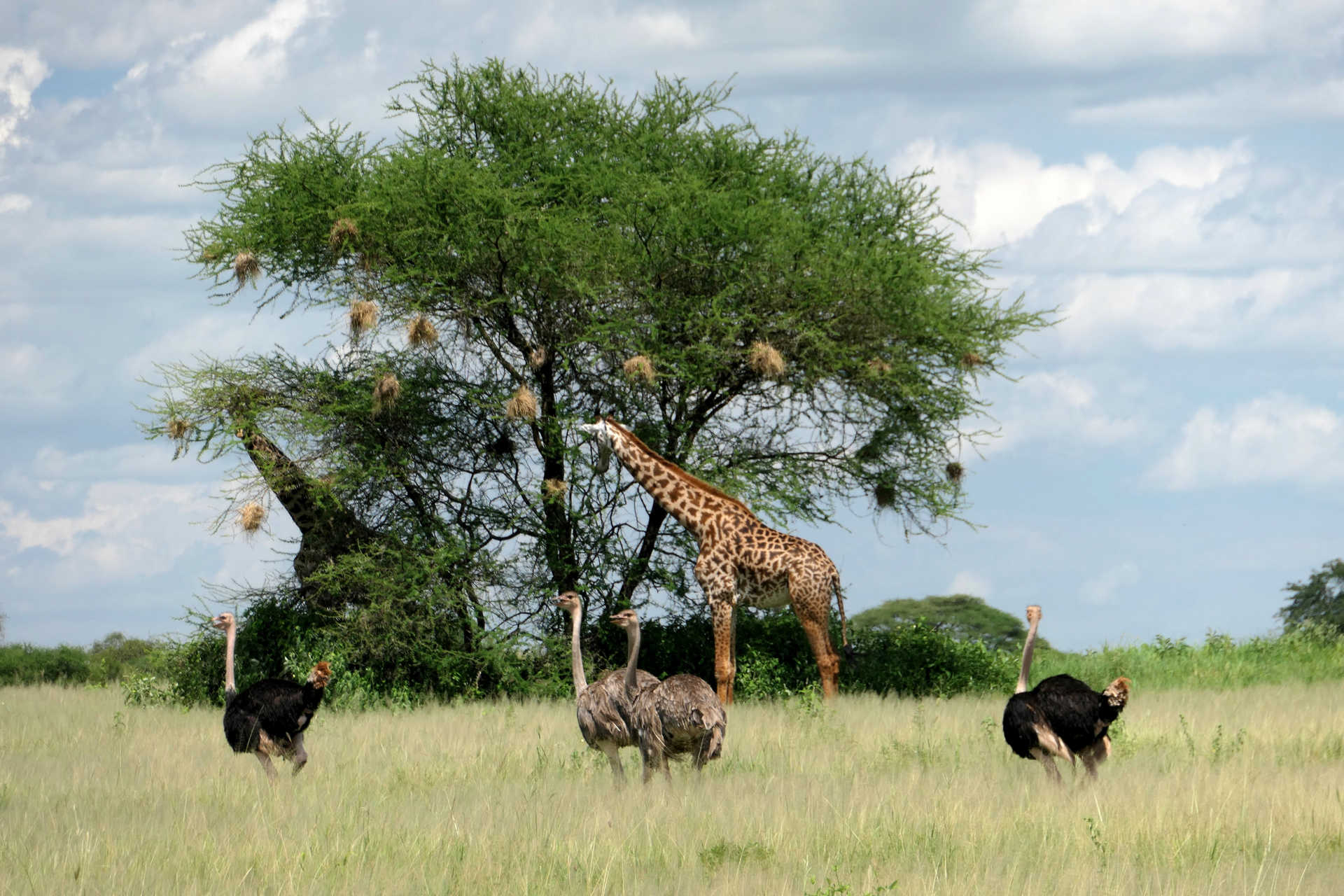 Autruches et girafes lors d'un safari au Serengeti Tanzanie